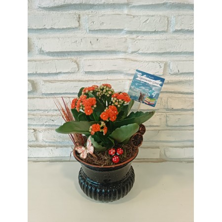 Kalanchoe Saksı Çiçeği Ögretmenler Günü